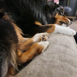 Australian Shepherd All Grown Up from Eventide Australian Shepherds