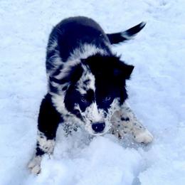 Harold - Blue merle male Australian Shepherd puppy in Marshfield, Vermont from Discovery Hill Australian Shepherds