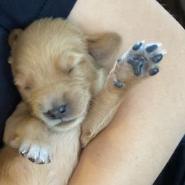 Girl 5 - Golden Retriever puppy in Peekskill, New York from Storm King Golden Retrievers