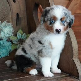 Boy 1 - Blue merle male Miniature Australian Shepherd puppy in Lawton, Oklahoma from Lindsey’s Aussies