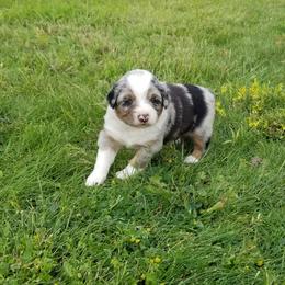 Esther - Australian Shepherd puppy in Powell, Wyoming from Waterworth Australian Shepherds
