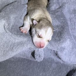 Sitka - Sable and white male Siberian Husky puppy in Avoca, Michigan from Repurposed Paradise Farm