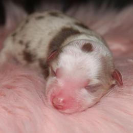 Snoopy - Red merle female Australian Shepherd puppy in Star City, Arkansas from Circle P Farm Australian Shepherds