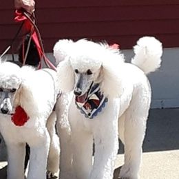 Poodles from Crystal Bay Standard Poodles