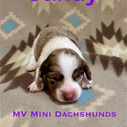 Sandy - Dapple female Dachshund puppy in Carlsbad, Texas from MV Mini Dachshunds