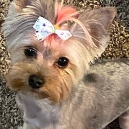 Yorkshire Terriers from Marsha's Yorkies