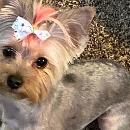 Yorkshire Terriers from Marsha's Yorkies