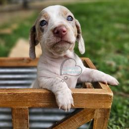 Allie smooth dapple pie girl - Dapple female Dachshund puppy in Herald, California from Bluegum Dachshunds
