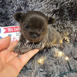 Badger - Blue and white male Chihuahua puppy in Bowdon, Georgia from Paschal's Pups