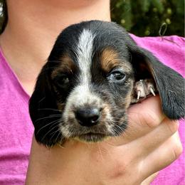 Female 1 - Black brown and white female Basset Hound puppy in Lindley, New York from Hill Top Basset Hounds & Cane Corso