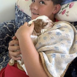 Cavalier King Charles Spaniel Puppies from Reynolds Farms Cavaliers