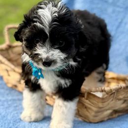 Blue collar toy - Black tri-color male Aussiedoodle puppy in 32046, Florida from River Hill Ranch