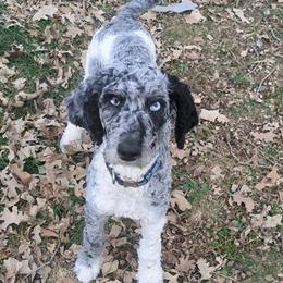 Violet - Parti female Poodle puppy in South Haven, Minnesota from Hidden Haven Poodles and Doodles