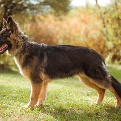 Geeho - German Shepherd