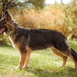 Geeho - German Shepherd