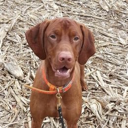 Vizslas from Andrea St. John's Vizslas