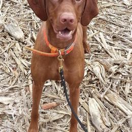 Vizslas from Andrea St. John's Vizslas