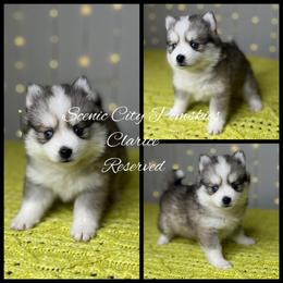 Clarice - Silver and white female Pomsky puppy in Rossville, Georgia from Scenic City Pomskies