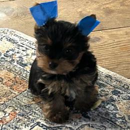 Dollys boy - Black and tan male Yorkshire Terrier puppy in Hardeeville, South Carolina from Pups of the Lowcountry