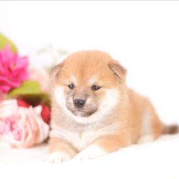 Sangria -FULL AKC REGISTRATION- - Red female Shiba Inu puppy in Neosho, Missouri from Kenny Cave K9s
