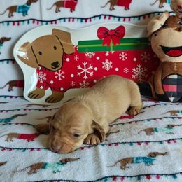 Puppy 1 - Cream male Dachshund puppy in Riverside, California from Saddle Up Dachshunds