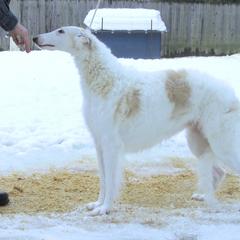 "Betty"  - Borzoi
