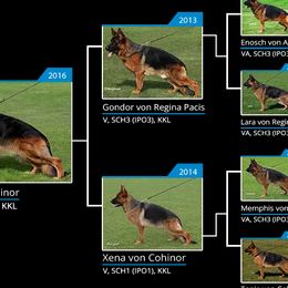 German Shepherds from Bridgette Murray