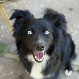 Kiara - Miniature Australian Shepherd