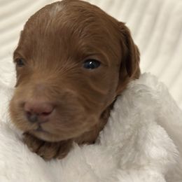 Cranberry - Red  female Goldendoodle puppy in Palmetto Bay, Florida from Simply Pawfect Doodles