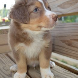 S'more ASDR - Red tri-color male Australian Shepherd puppy in Johnson City, Tennessee from St. Isidore's Australian Shepherds