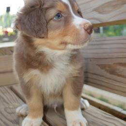 S'more ASDR - Red tri-color male Australian Shepherd puppy in Johnson City, Tennessee from St. Isidore's Australian Shepherds