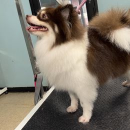 Pomeranians from D&C Pomeranians