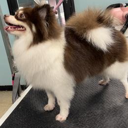 Pomeranians from D&C Pomeranians