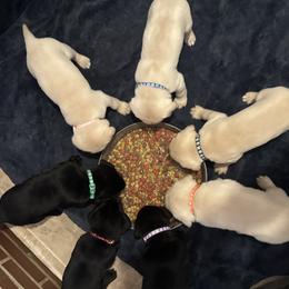 Labrador Retrievers from Matthew McNeely