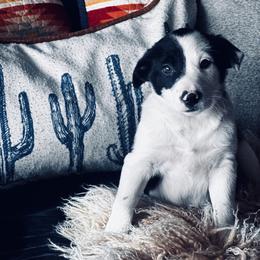 Trix x Latch - Male 1 - Black and white - Black and white male Border Collie puppy in Minden, Iowa from Rocking N Registered Border Collies & Labradors