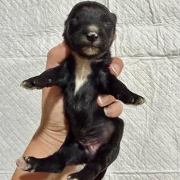 Male 1 - Black male Havapoo puppy in Brooksville, Florida from Kruger Doodles