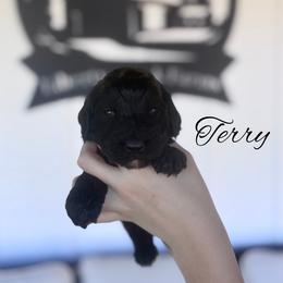 Terry - Black male Goldendoodle puppy in Cleveland, Tennessee from Liberty Creek Farms