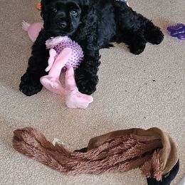 Cocker Spaniel Puppies from Cocker Paradise