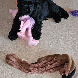 Cocker Spaniel Puppies from Cocker Paradise