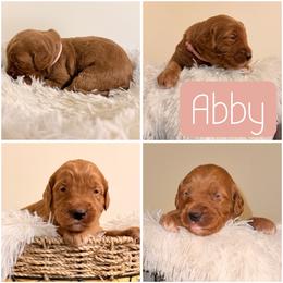 Abby - Apricot female Goldendoodle puppy in Valdosta, Georgia from Designer Doodles of South GA
