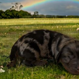 Dachshunds from Wisteria Grove Dachshunds