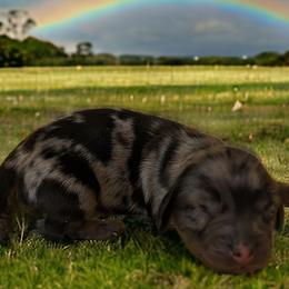 Dachshunds from Wisteria Grove Dachshunds