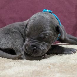 Beast - Blue male Great Dane puppy in Bay City, Michigan from Monarch Danes