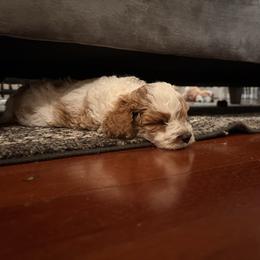 Spot - Blenheim male Cavapoo puppy in Quitman, Mississippi from P&D Palace