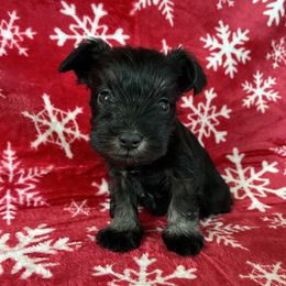 Blitzen Genetically Clear - Black and silver male Miniature Schnauzer puppy in Klingerstown, Pennsylvania from Clay Hill Kennels