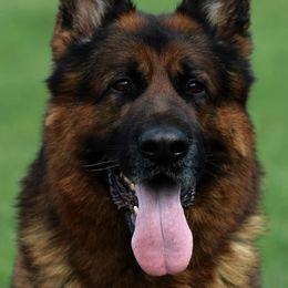 German Shepherd All Grown Up from German shepherd