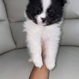 Pomeranian Puppies from Furever Blessed