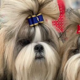 Golden Retrievers and Shih Tzus from The Ohana Paws