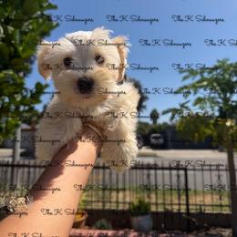 Dark pink collar - Wheaten female Miniature Schnauzer puppy in Santa Ana, California from The_K_Schnauzers
