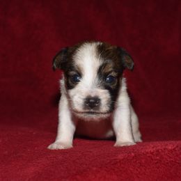 Nutmeg Boy 3 - White and tan male Russell Terrier puppy in Middletown, Virginia from DBF Russell Terriers